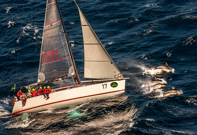 DK43 ‘Minerva’ being joined by a pod of dolphins while battling upwind in the Sydney Hobart race. Photo by Daniel Forster/Rolex
