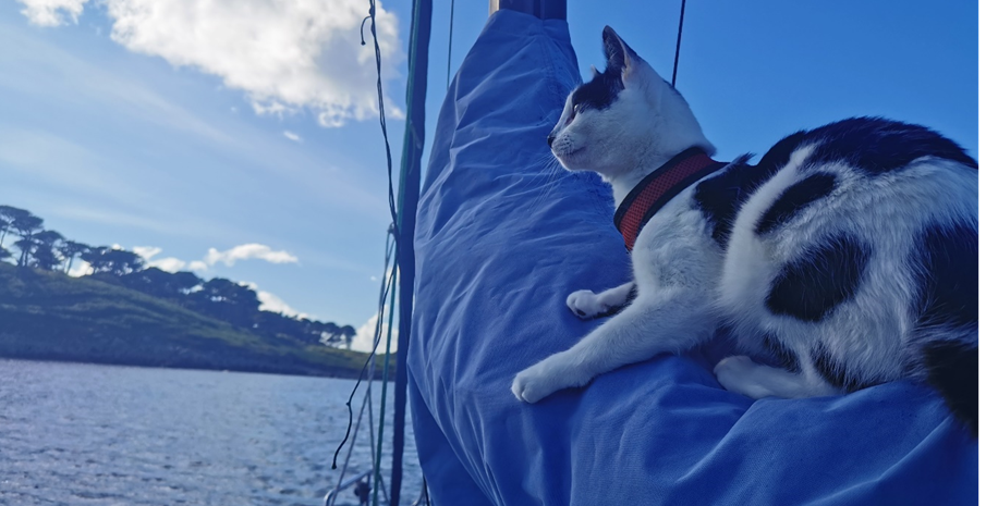 Cats on Boats: The Ultimate Guide - boats.com