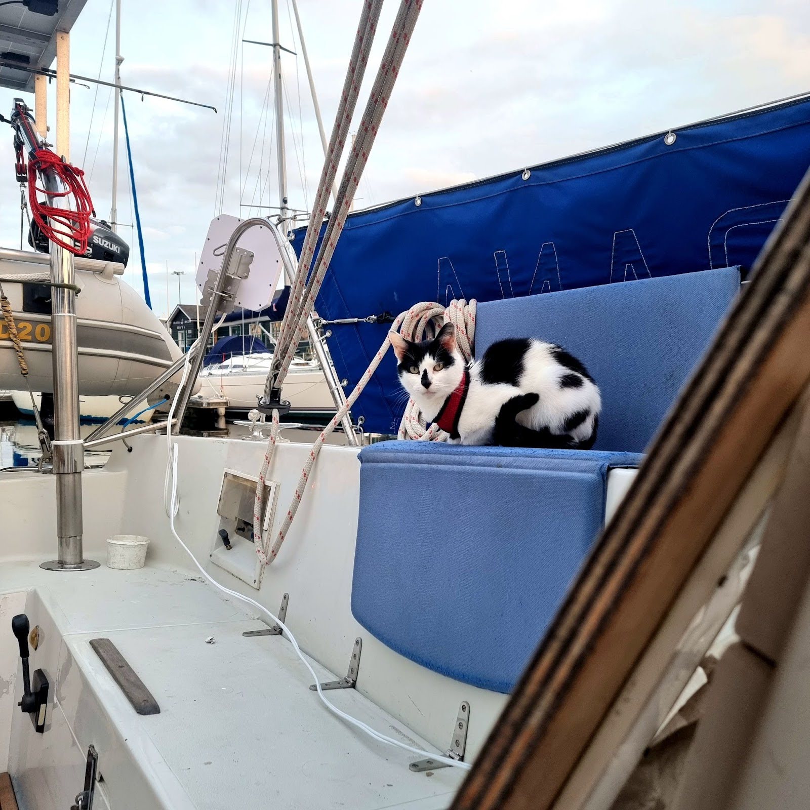 A black and white cat (Opie) sits on the deck of a sailing yacht on a blue cushion