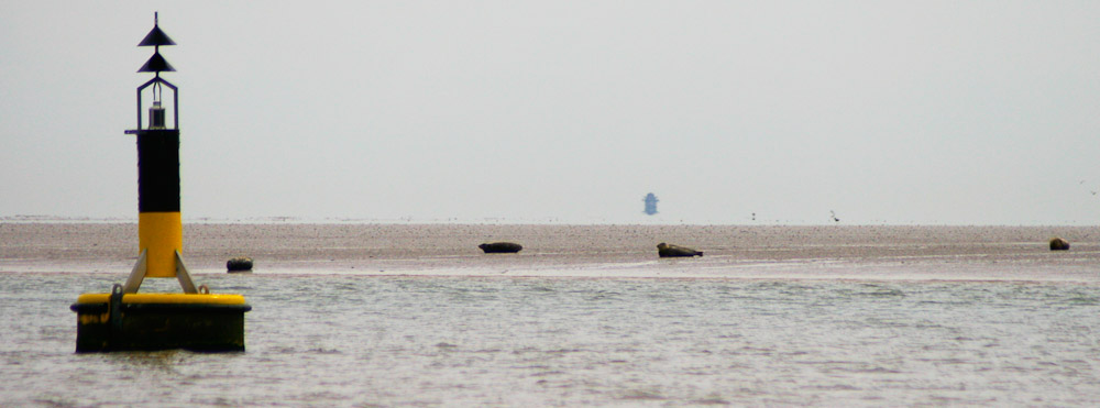 Seal colonies off Foulness Sands, River Crouch Essex