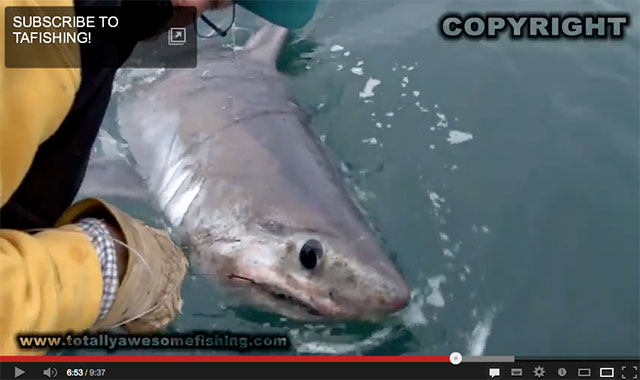Screen shot of shark video