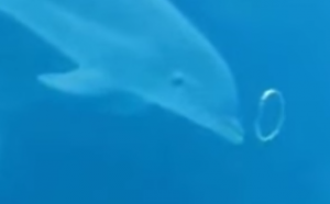 Toroidal vortex: dolphins blowing bubble rings - boats.com UK