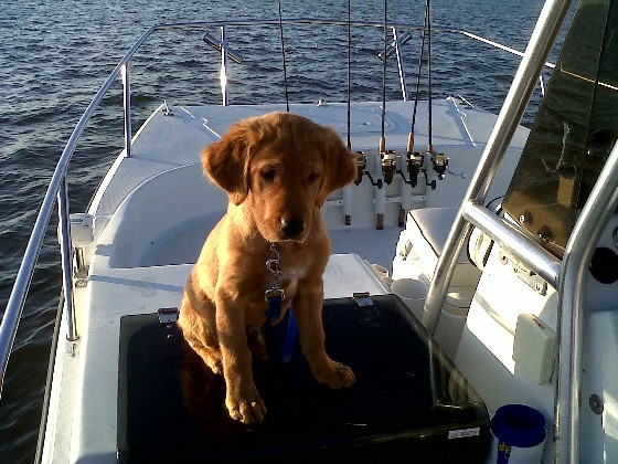dogs on boats