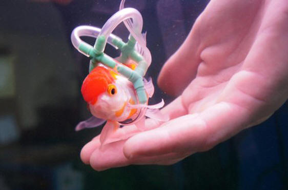 pet lifejackets – Einstein the fish