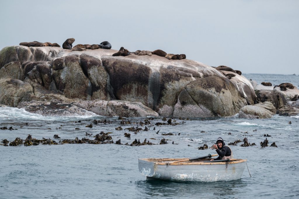 Man on boat in front of seals relaxing on a rock