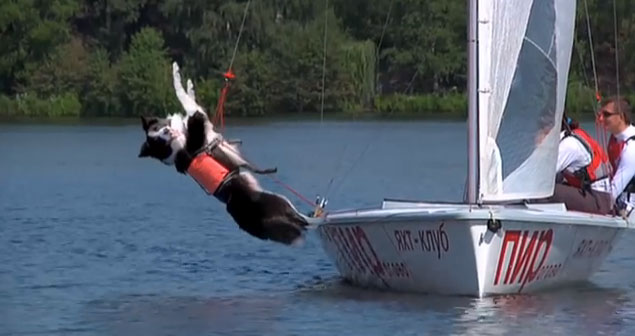 Sailing dog: amazing trapezing Collie